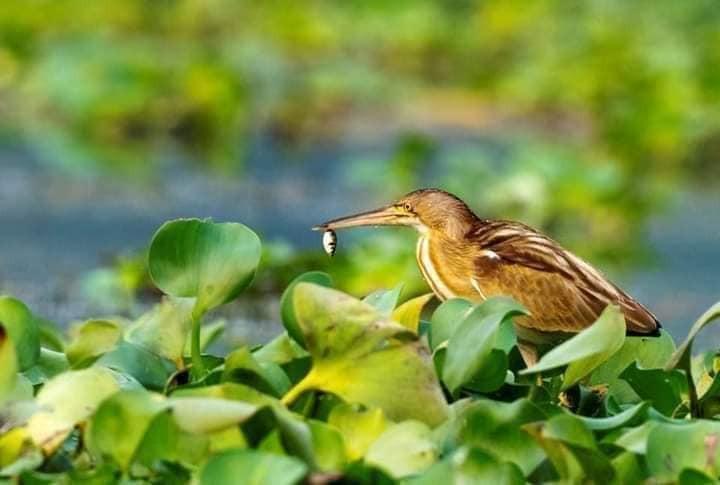 বইয়ের ভেতরের পাতা ১